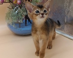 اليكساندريا